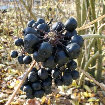 Siberische ginseng in de Leidse Hortus