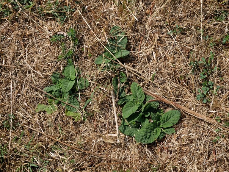 Veldsalie, Sikkelklaver en Geel walstro in verdord stroomdalgrasland (Hurwenen, 1 augustus 2018)