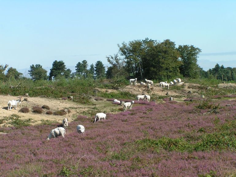 Schaaks Heide in Noord-Limburg