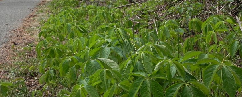 Vijfbladige wingerd (Parthenocissus quinquefolia)