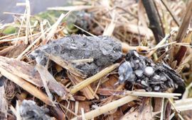 Lutra lutra. Otterspraint met visschubben