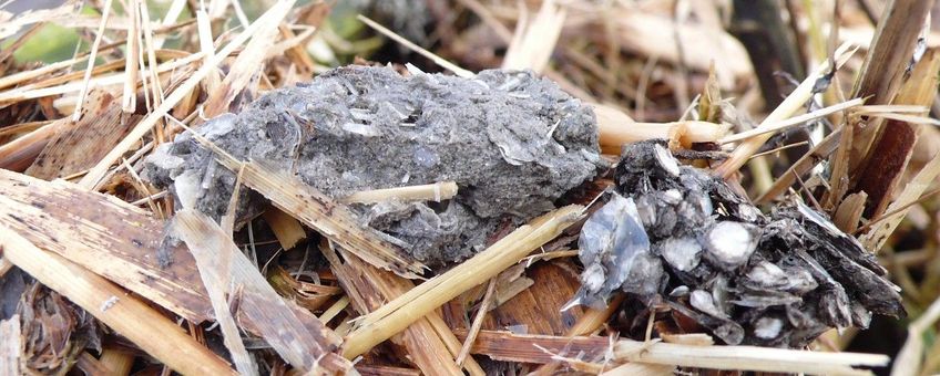 Lutra lutra. Otterspraint met visschubben