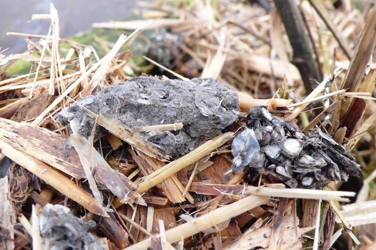 Een otterspraint met visschubben