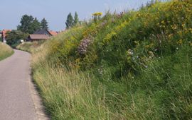 Bloemrijke berm in Tienen met Beemdkroon