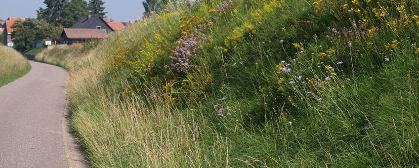 Bloemrijke berm in Tienen met Beemdkroon