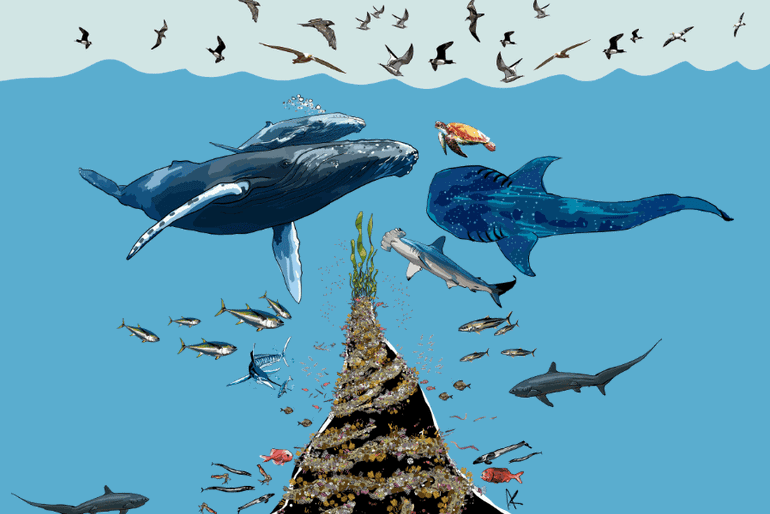 Artist impression of a seamount with cold-water coral reefs in regular patterns, supporting a large foodweb of marine species and birds