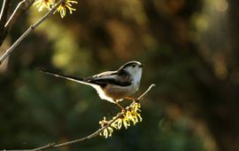 Aegithalos caudatus. Staartmees