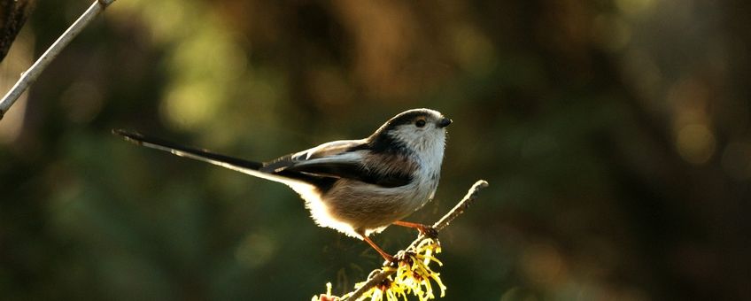 Aegithalos caudatus. Staartmees