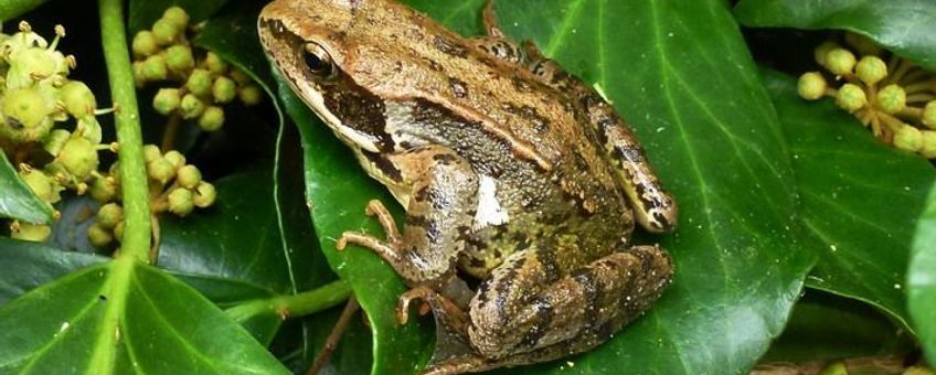 Bruine kikker met eipakket paddenbromvlieg