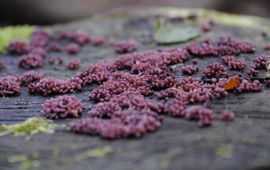 Ascocoryne sarcoides, Paarse knoopzwam