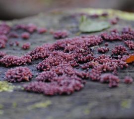 Ascocoryne sarcoides, Paarse knoopzwam