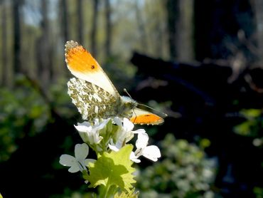 Ook popoverwinteraars, zoals dit oranjetipje, zijn al verschenen