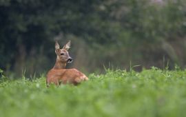 Capreolus capreolus. Ree