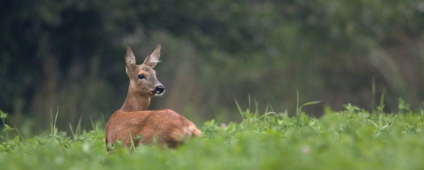 Capreolus capreolus. Ree