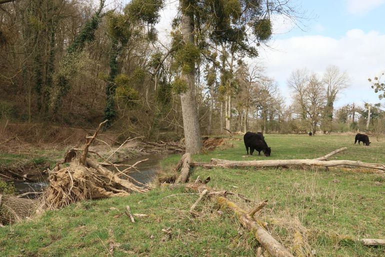 Meanderende beek, onderspoelde en over de beek gevallen bomen en begrazing in Ingendael. Waar nu het natuurgebied Ingendael ligt, groeiden 25 jaar geleden nog aardappelen en bieten