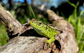 Mannetje zandhagedis in de Amsterdamse Waterleiding Duinen (AWD): Helpen zandhagedissen ons tegen het verspreiden van de ziekte van Lyme?