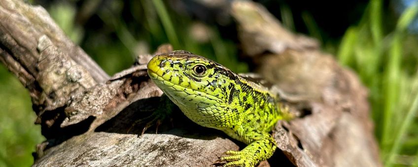 Mannetje zandhagedis in de Amsterdamse Waterleiding Duinen (AWD): Helpen zandhagedissen ons tegen het verspreiden van de ziekte van Lyme?