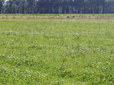 Productief kruidenrijk grasland met veel witte klaver