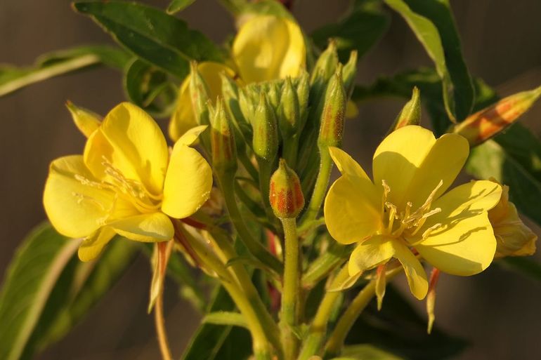 De bloemen van de teunisbloem gaan pas in de avond open, en zijn favoriet bij nachtvlinders