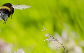 Lee Walker, Shutterstock hommel
