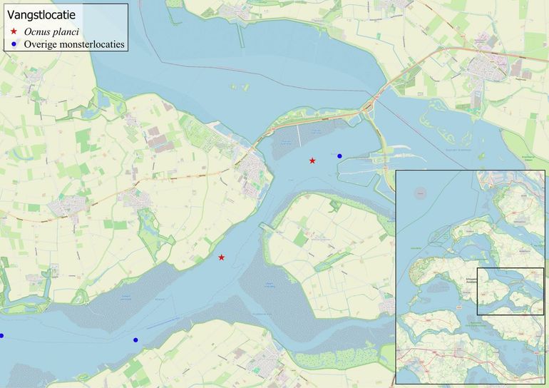 Kaart met voorkomen van de Ocnus planci in de Oosterschelde tijdens de Demersal Fish Survey 2024