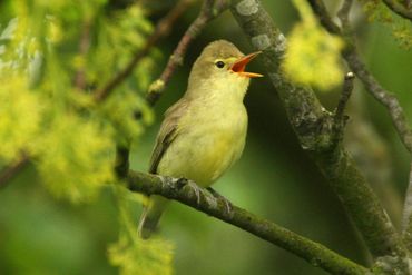 Spotvogel