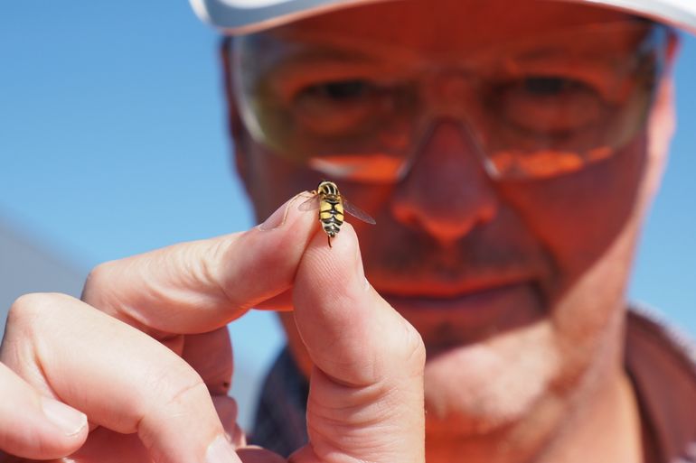 Prof. Dr. Koos Biesmeijer van Naturalis toont een vangst