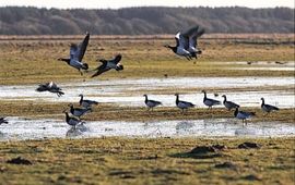 IVN Vecht & Plassengebied Brandgans (Branta Leucopsis), www.ivnvechtplassen.org
