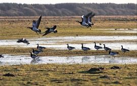 Brandgans (Branta Leucopsis), www.ivnvechtplassen.org 