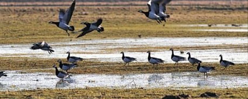 Brandgans (Branta Leucopsis), www.ivnvechtplassen.org 