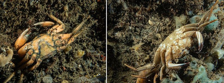 Kadavers van een dode Strandkrab (links) en Fluwelen zwemkrab (rechts) in de Oosterschelde bij Stavenisse, 26 september 2023