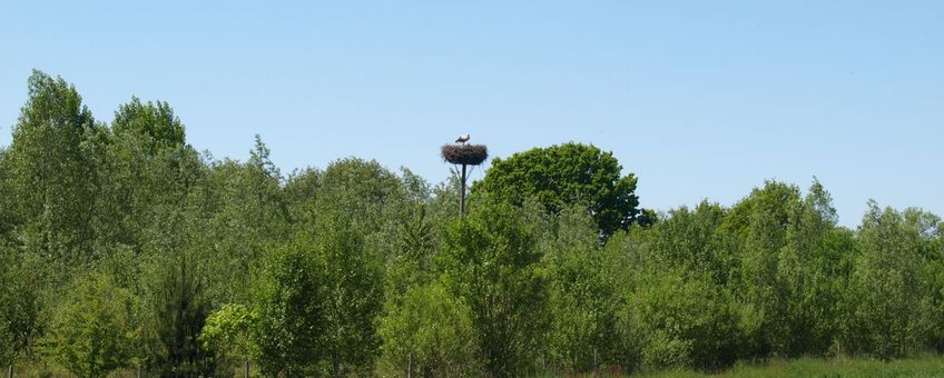 Akker en voedselbos Ketelbroek juni 2023