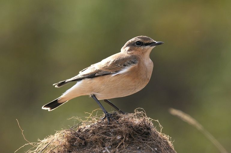 De tapuit trekt nog wel door de Veluwe, maar broedt er sinds zeker twee jaar niet meer