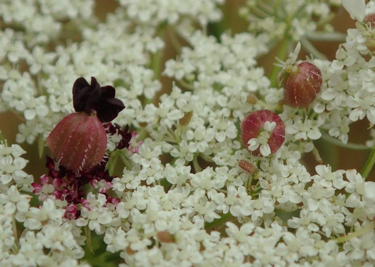 De scheerlingzaadgalmug maakt kleine, roze gallen in de bloemen van peen