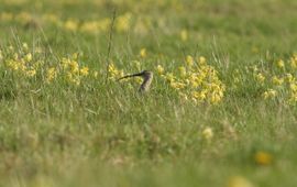 Gulden sleutelbloemen in grasland (Estland)