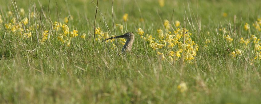 Gulden sleutelbloemen in grasland (Estland)