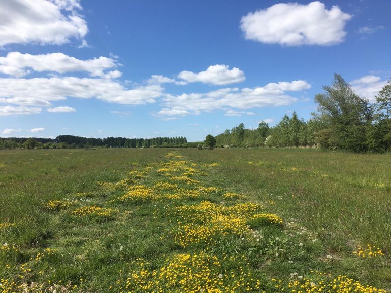 Het dotterbloemhooiland is een jaar na inzaaien mooi tot ontwikkeling gekomen