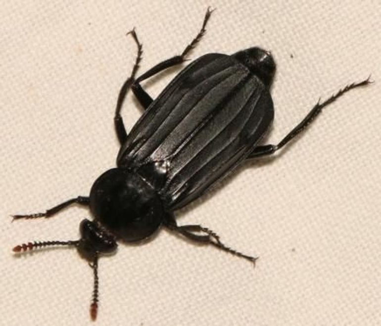 Oeveraaskever (Necrodes littoralis)