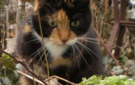 Robbert Lette kat en muis thumb