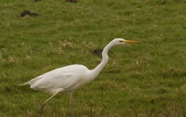 Grote zilverreiger Saxifraga Jan Nijendijk lead