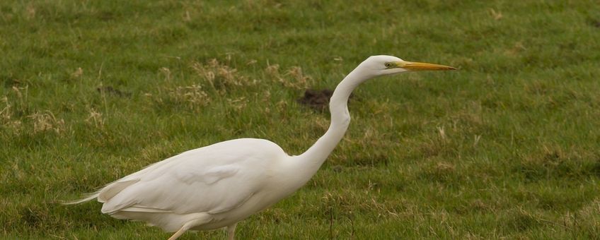 Grote zilverreiger Saxifraga Jan Nijendijk lead