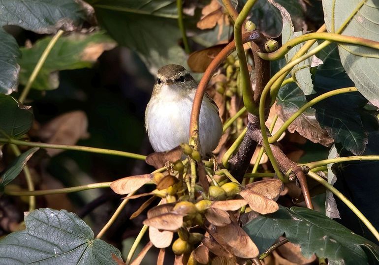 De bladkoning is een herfstgast in Nederland