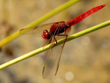 De vuurlibel is, dankzij klimaatverandering, toegenomen