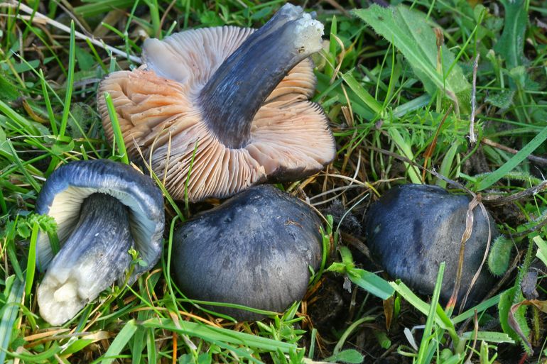 Entoloma atromadidum, Ainsworth, West Sussex, Groot-Brittanië