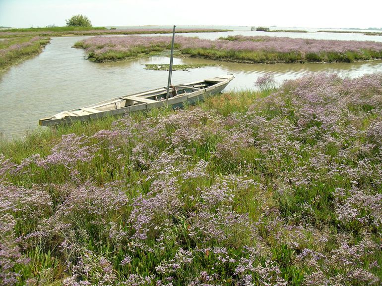 Flowering salt marshes
