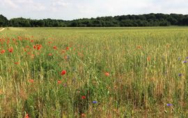 Florarijke akker in Midden-Limburg