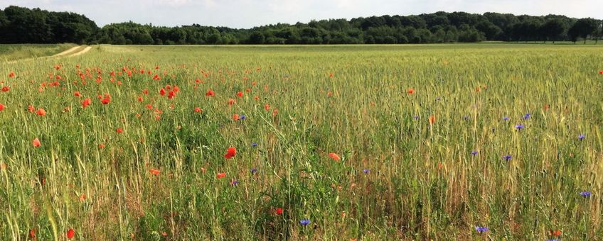 Florarijke akker in Midden-Limburg