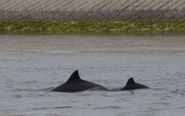 bruinvis met kalf Oosterschelde