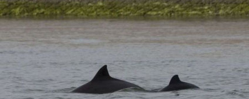 bruinvis met kalf Oosterschelde