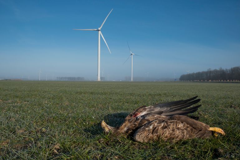 Zeearend slachtoffer van windturbine 